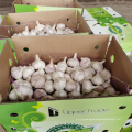 China normal white garlic factory price, natural fresh garlic export by sea